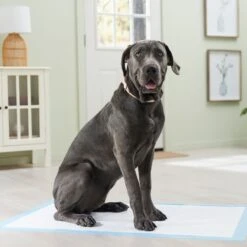 Frisco Premium Giant Dog Training & Potty Pads 16 Frisco Premium Giant Dog Training & Potty Pads -Frisco 152699 PT6. AC SS1800 V1674671620