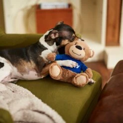 Frisco Chewy Bear Plush Squeaky Dog Toy 7 Frisco Chewy Bear Plush Squeaky Dog Toy -Frisco 164312 PT3. AC SS1800 V1600973456