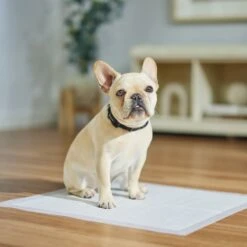 Frisco Dog Training Pads 13 Frisco Dog Training Pads -Frisco 173778 PT5. AC SS1800 V1674674461