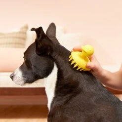 Frisco Rubber Duckie Dog & Cat Curry Brush 10 Frisco Rubber Duckie Dog & Cat Curry Brush -Frisco 206849 PT4. AC SS1800 V1680186100