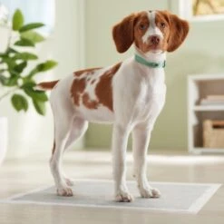 Frisco Charcoal Dog Training & Potty Pads 17 Frisco Charcoal Dog Training & Potty Pads -Frisco 227456 PT6. AC SS1800 V1674667029