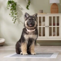 Frisco Extra Large Charcoal Dog Training & Potty Pads 17 Frisco Extra Large Charcoal Dog Training & Potty Pads -Frisco 227460 PT6. AC SS1800 V1674665620