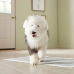 Frisco Giant Charcoal Dog Training & Potty Pads -Frisco 227462 PT6. AC SS1800 V1674665684