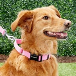 Frisco Solid Nylon Personalized Martingale Dog Collar -Frisco 249561 PT6. AC SS1800 V1628878316