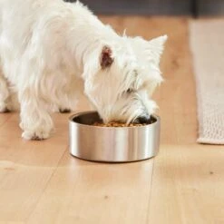Frisco Insulated Non-Skid Flair Stainless Steel Dog & Cat Bowl 19 Frisco Insulated Non-Skid Flair Stainless Steel Dog & Cat Bowl -Frisco 261753 PT8. AC SS1800 V1623937545