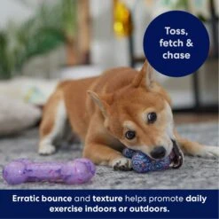 Frisco Birthday TPR Fetch Bone Squeaky Dog Toy -Frisco 264422 PT4. AC SS1800 V1695760988