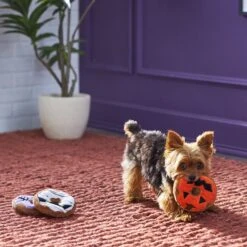 Frisco Halloween Donuts Plush Squeaky Dog Toy -Frisco 270369 PT3. AC SS1800 V1624817409