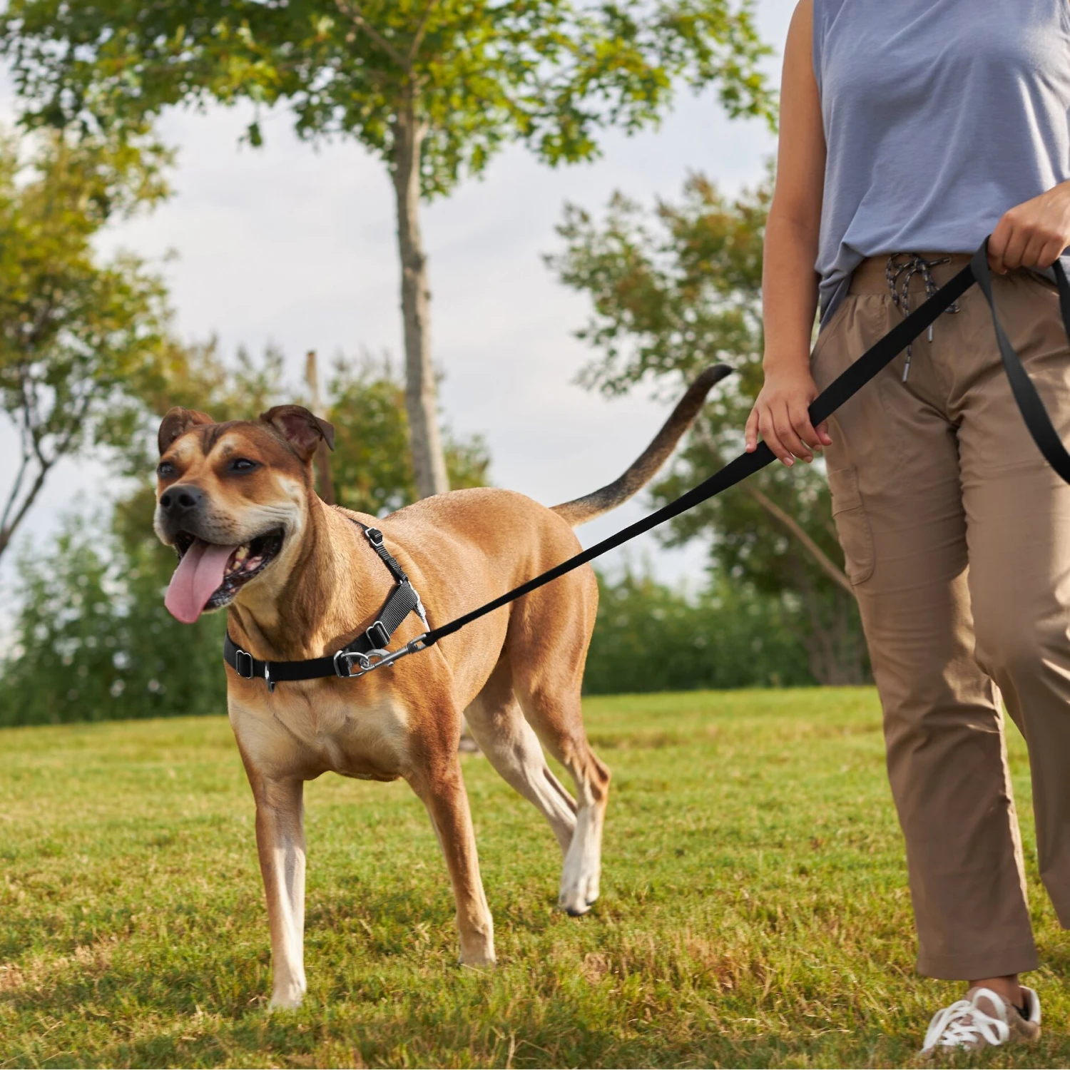 Frisco Basic No Pull Harness 7 Frisco Basic No Pull Harness - Image 5