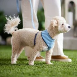 Frisco Fashion Over-The-Head Harness, Striped 11 Frisco Fashion Over-The-Head Harness, Striped -Frisco 287479 PT8. AC SS1800 V1632315513