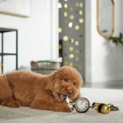 Frisco New Year's Eve Midnight Countdown Plush With Rope Squeaky Dog Toy 7 Frisco New Year's Eve Midnight Countdown Plush With Rope Squeaky Dog Toy -Frisco 288478 PT3. AC SS1800 V1638289625