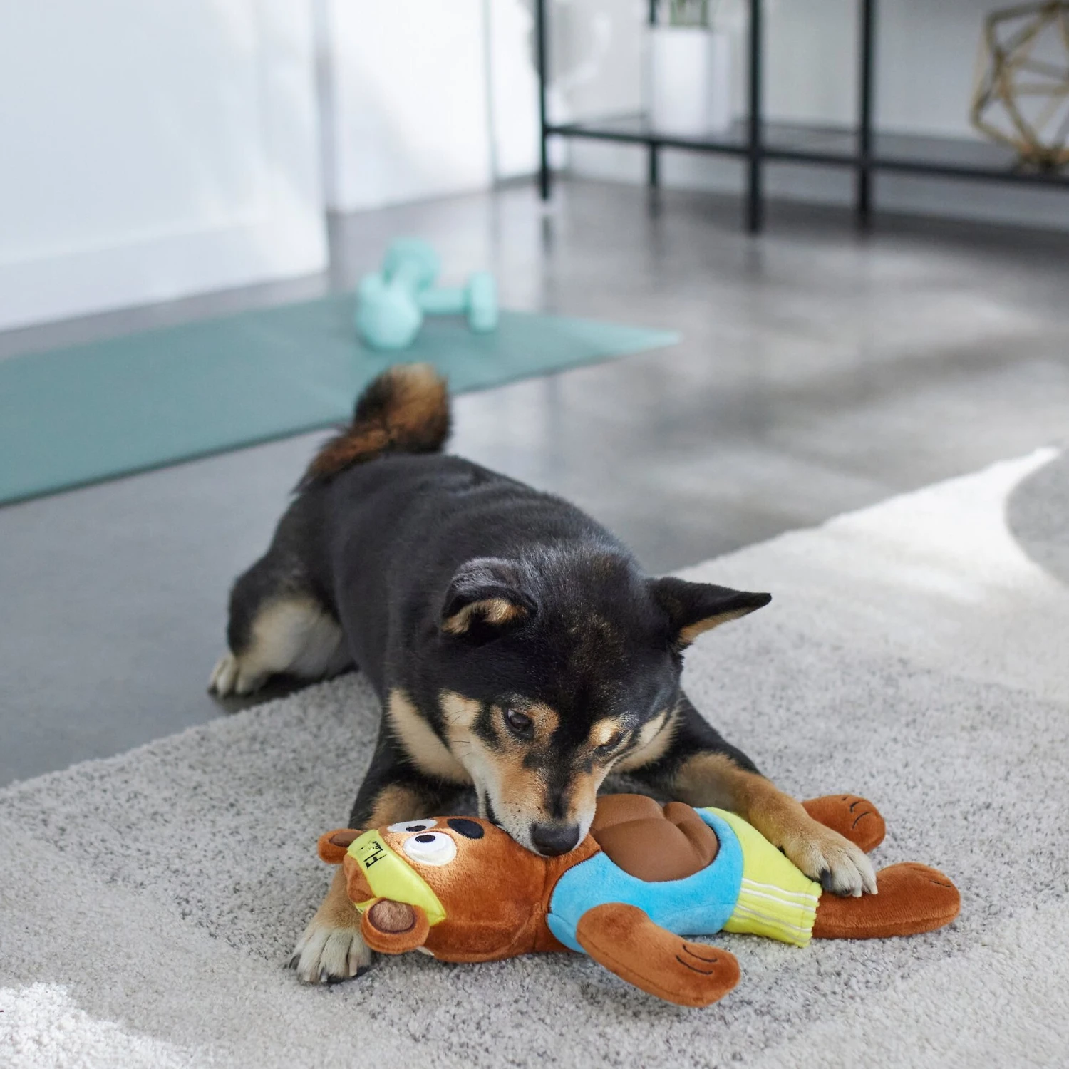 Frisco Fitness Bear Reversible Plush Squeaky Dog Toy 6 Frisco Fitness Bear Reversible Plush Squeaky Dog Toy - Image 4