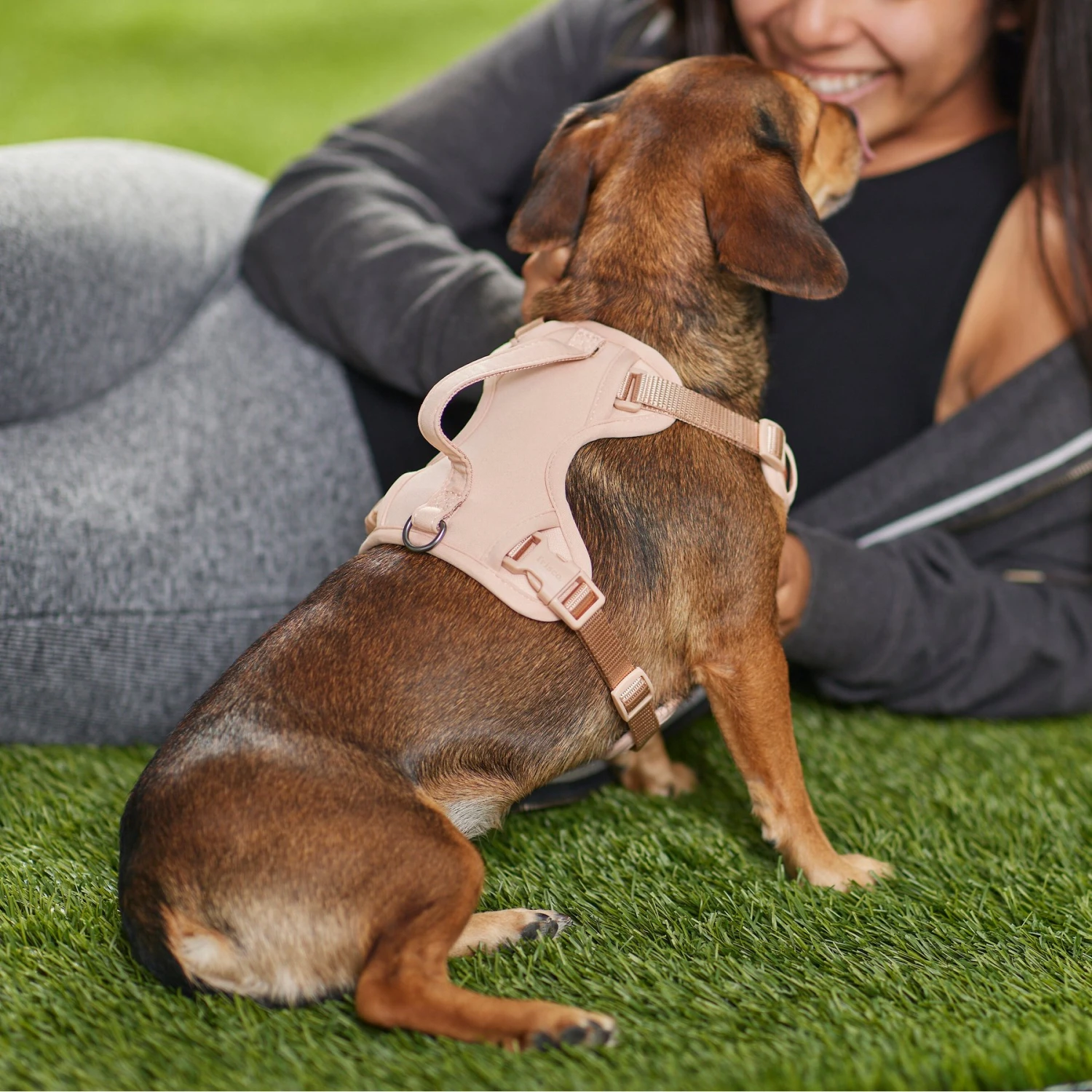 Frisco Comfort Padded Dog Harness 7 Frisco Comfort Padded Dog Harness - Image 5