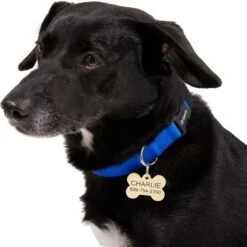 Frisco Brass Personalized Dog ID Tag 11 Frisco Brass Personalized Dog ID Tag -Frisco 296191 PT6. AC SS1800 V1628186565