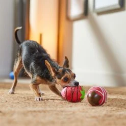 Frisco Valentine Chocolate Covered Strawberries Latex Squeaky Dog Toy -Frisco 298923 PT3. AC SS1800 V1701365172