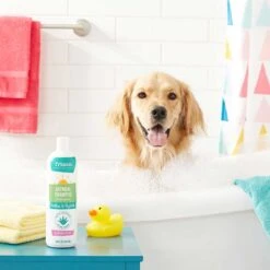 Frisco Aloe Hydrating Dog & Cat Spray, Sweet Nectar Scent & Frisco Oatmeal Dog & Cat Shampoo, Almond Scent -Frisco 303372 PT7. AC SS1800 V1623066760