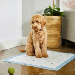 Frisco Fold & Carry Single Door Collapsible Wire Dog Crate & Frisco Premium Extra Large Printed Dog Training & Potty Pads 19 Frisco Fold & Carry Single Door Collapsible Wire Dog Crate & Frisco Premium Extra Large Printed Dog Training & Potty Pads -Frisco 303438 PT8. AC SS1800 V1623051743