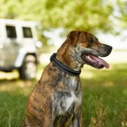 Frisco Outdoor Premium Ripstop Nylon Dog Harness With Pocket & Frisco Outdoor Nylon Reflective Comfort Padded Dog Collar -Frisco 319304 PT8. AC SS1800 V1631147478