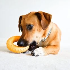 Frisco Cow Plush Squeaky Dog Toy & Playology Scented Dual Layer Ring Dog Toy -Frisco 319488 PT8. AC SS1800 V1630625808