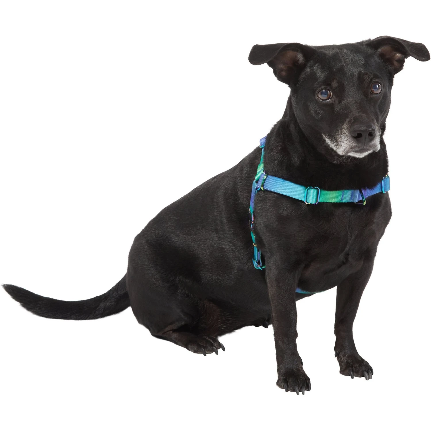 Frisco Green Ombre Style Dog Harness 5 Frisco Green Ombre Style Dog Harness - Image 3