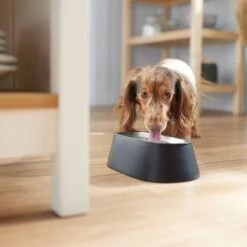 Frisco Long Eared Breed Stainless Steel Dog Bowl, Black, 2 Cup 10 Frisco Long Eared Breed Stainless Steel Dog Bowl, Black, 2 Cup -Frisco 331530 PT2. AC SS1800 V1657656874