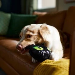 Frisco Halloween Black Cat Round Plush Squeaky Dog Toy 9 Frisco Halloween Black Cat Round Plush Squeaky Dog Toy -Frisco 344039 PT3. AC SS1800 V1657657031