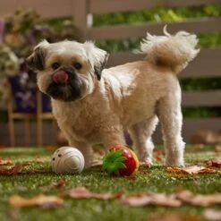 Frisco Halloween Chocolate Covered Strawberries Latex Squeaky Dog Toy 8 Frisco Halloween Chocolate Covered Strawberries Latex Squeaky Dog Toy -Frisco 344043 PT3. AC SS1800 V1657657031