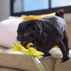 Frisco Spring Sunflower Plush Squeaky Dog Toy 10 Frisco Spring Sunflower Plush Squeaky Dog Toy -Frisco 546766 PT4. AC SS1800 V1702500565