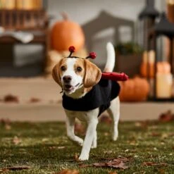 Frisco Glittered Ladybug Dog & Cat Costume -Frisco 708254 PT7. AC SS1800 V1689354959