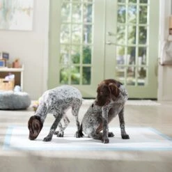 Frisco Mega Non-Skid Ultra Premium Dog Training & Potty Pads -Frisco 793822 PT6. AC SS1800 V1683033862