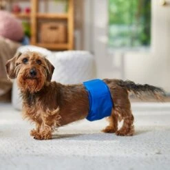 Frisco Washable Dog Diaper Male Wraps 11 Frisco Washable Dog Diaper Male Wraps -Frisco 862854 PT3. AC SS1800 V1698950172